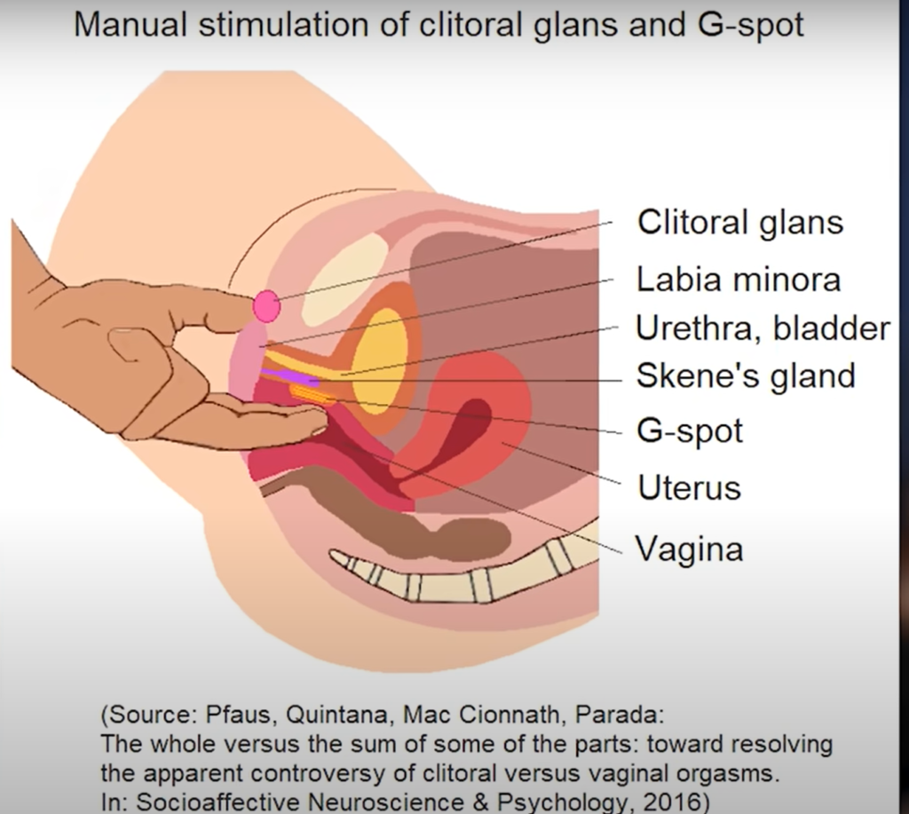 an image showing the technics to find the G-spot in women for orgasm