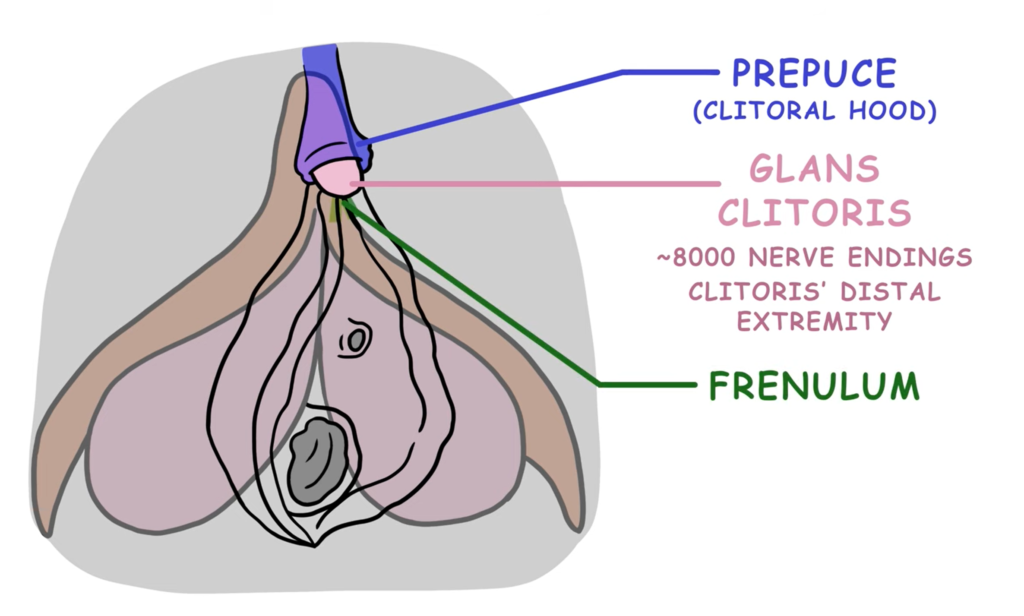 Clitoris 101: the ultimate Key to Female Pleasure 1 a graphic of the clitoris