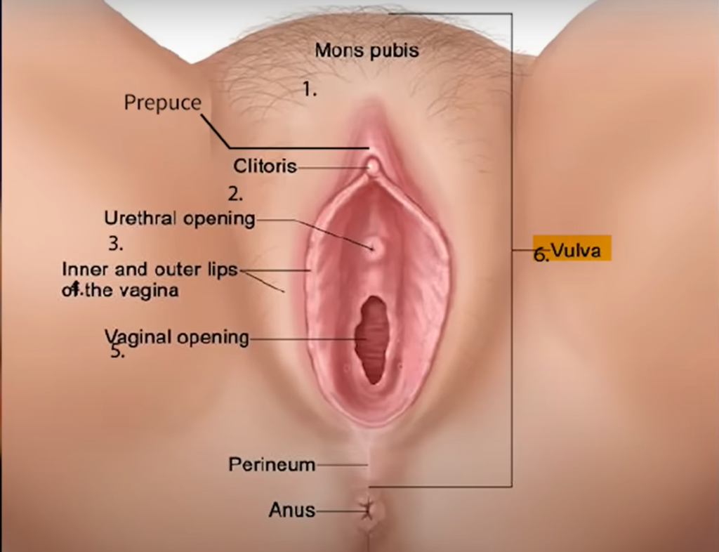 an image showing where and how to fine the G-spot on women vagina while having sex