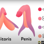 The G-Spot Revealed: Myths, Facts, and the Science Behind Female Pleasure