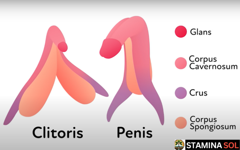 the anatomy of the G-SPOT