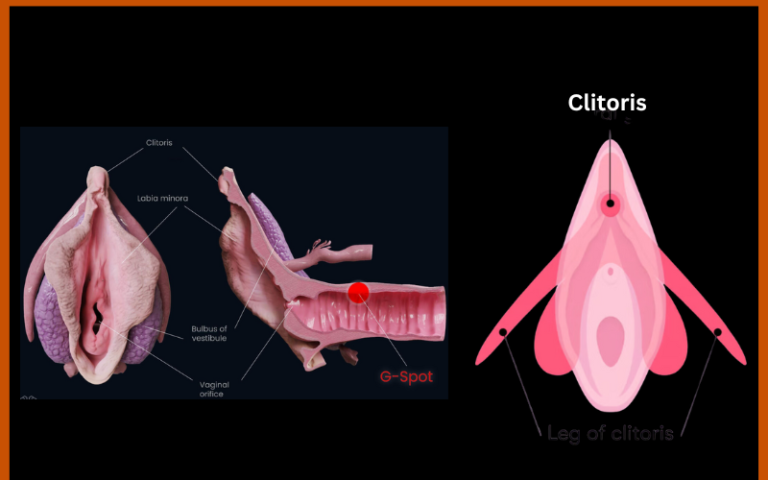 g-spot or clitoris